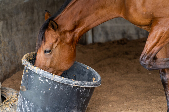 A brown horse drinking from a bucket at a stable
