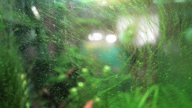 Algae in a home dirty aquarium, glass covered with different types of algae, trouble starting an aquarium

