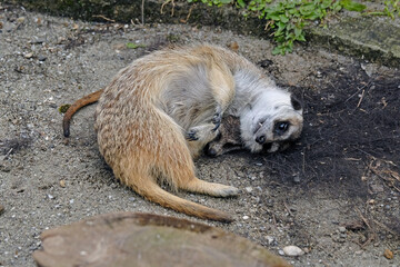 meerkat on a rock