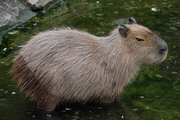 capybara on lake