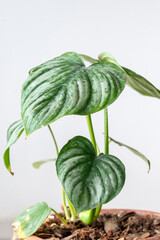 Philodendron Mamei seedling with attractive mottled leaves © Paul Atkinson