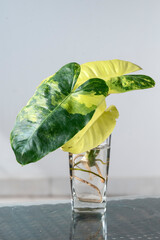 Philodendron Burle Marx variegated variety cutting rooting in a glass of water © Paul Atkinson