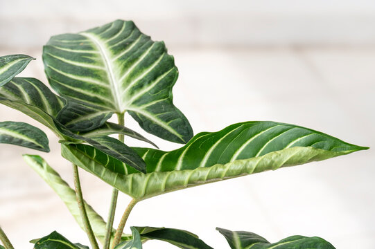 Xanthosoma Lindenii, also known as Caladium Lindenii, and Phyllotaenium Lindenii, a tropical foliage plant from Colombia, unfurling a new leaf