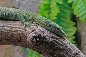 green lizard on a tree