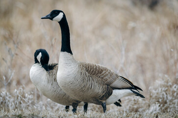 Portrait of a romantic pair of swans in the grass.