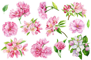 Apple tree blossom, watercolor illustration of spring flower garden isolated white background, Japanese sakura flowers