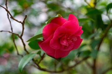 beautiful camellia - in glasshouse close up