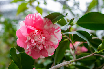 beautiful camellia - in glasshouse close up