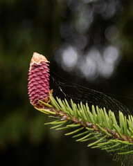 Baby pinecones