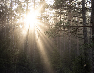 misty forest morning