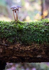 Tiny mushrooms on a branch