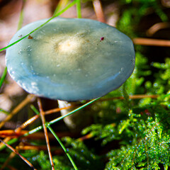 verdigris agaric