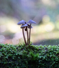 Tiny mushrooms