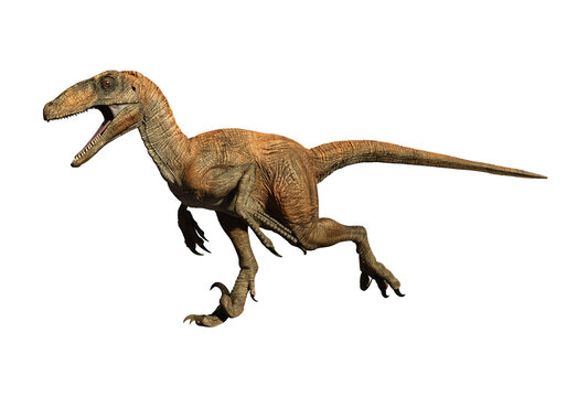 Fototapeta Velociraptor dinosaur jurassic