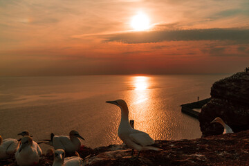 Beautiful sunset over North Sea on the Island Heligoland.