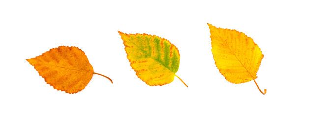 Autumn Leaf Set Isolated, Colored Autumn Tree Leaves, Red Orange Foliage, Fall Leaf on White...