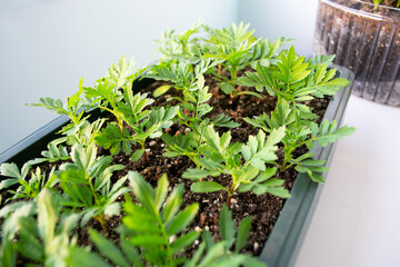 Flower seedlings in plastic pots with soft fuzzy focus