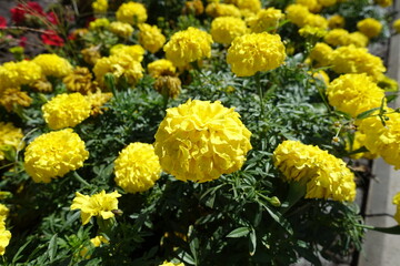 Close view of yellow flowers of Tagetes erecta in August