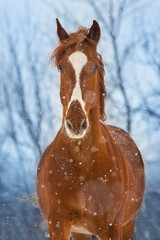 Red horse in winter day