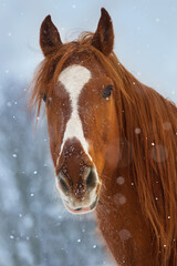 Red horse in winter day
