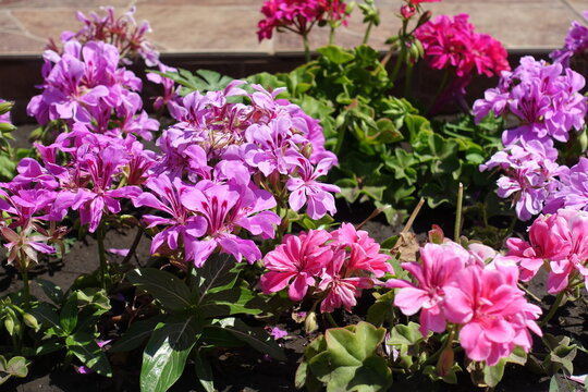 Multiple pink flowers of ivy-leaved pelargonium in July