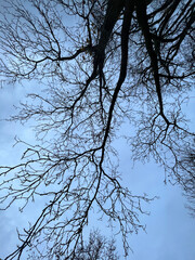 tree branches against blue sky
