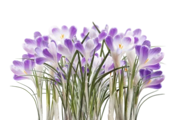 Poster Purple crocus flowers, isolated on transparent background © VICUSCHKA