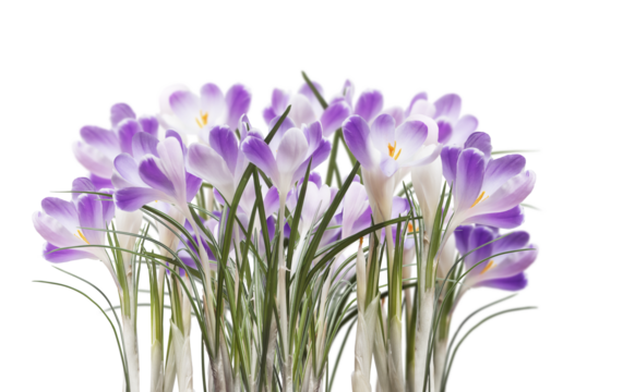 Purple crocus flowers, isolated on transparent background