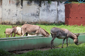 A beautiful groupe of donkey's are eating food in the national zoo of Bangladesh