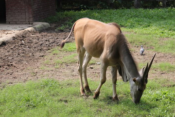  A beautiful waterbuck at national the zoo of Dhaka Bangladesh.