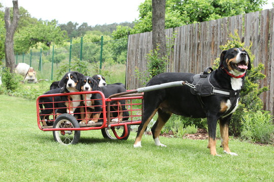 Bitch of Greater Swiss Mountain Dog with its puppies