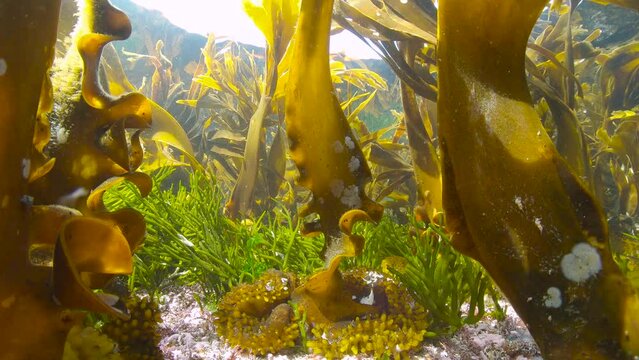 Kelp seaweeds stipe and holdfast underwater in the ocean (furbellow Saccorhiza polyschides), natural scene, Atlantic, Spain, Galicia, 59.94fps
