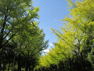 Obraz premium 日本の初秋、淡く色づき始めるイチョウ並木