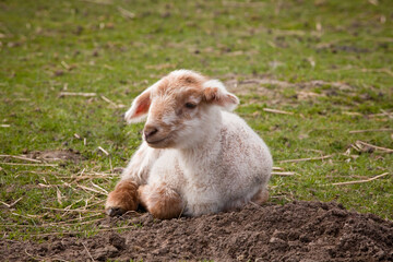 Obraz premium Tired little lamb
