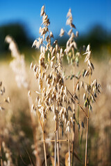 oats growing in the field