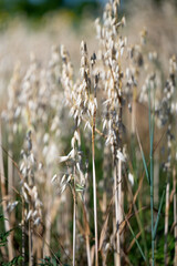 oats growing in the field