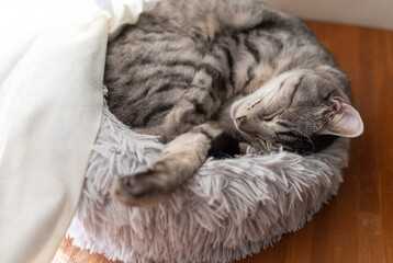 窓辺で眠る猫　サバトラ猫