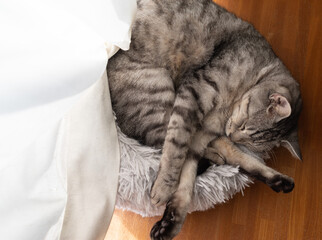 窓辺で眠る猫　サバトラ猫