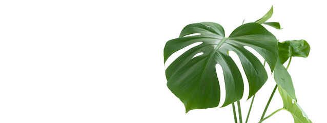 Beautiful monstera leaves or Swiss Cheese plant on a white background. Monstera in a modern interior. Minimalism concept. Copy space, selective focus. Banner.