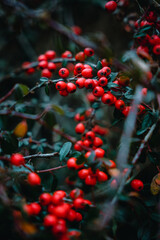 red berries on a bush