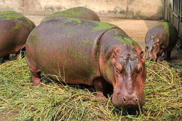 A group of giant hippopotomus at a zoo of Bangladesh