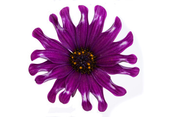 Obraz premium Osteospermum Flower isolated