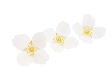 jasmine flowers isolated