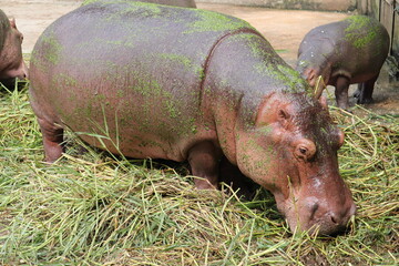  A group of hippopotomus in the national zoo of Bangladesh