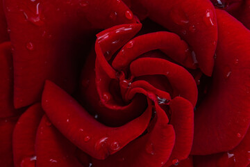 dark red rose with drops isolated