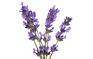 Naklejka premium lavender isolated