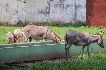  A groupe of donkey's are eating food in a zoo