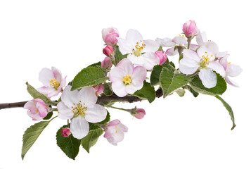 apple tree flowers isolated