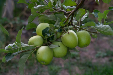 green apple tree with fruits