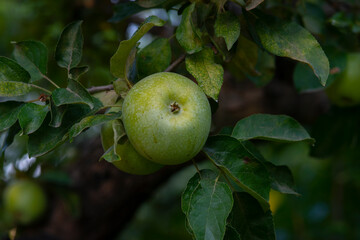 green apple tree with fruits